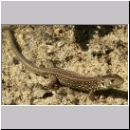 Lacerta agilis - Zauneidechse jung05.jpg